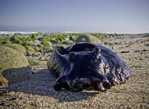 black sea hare